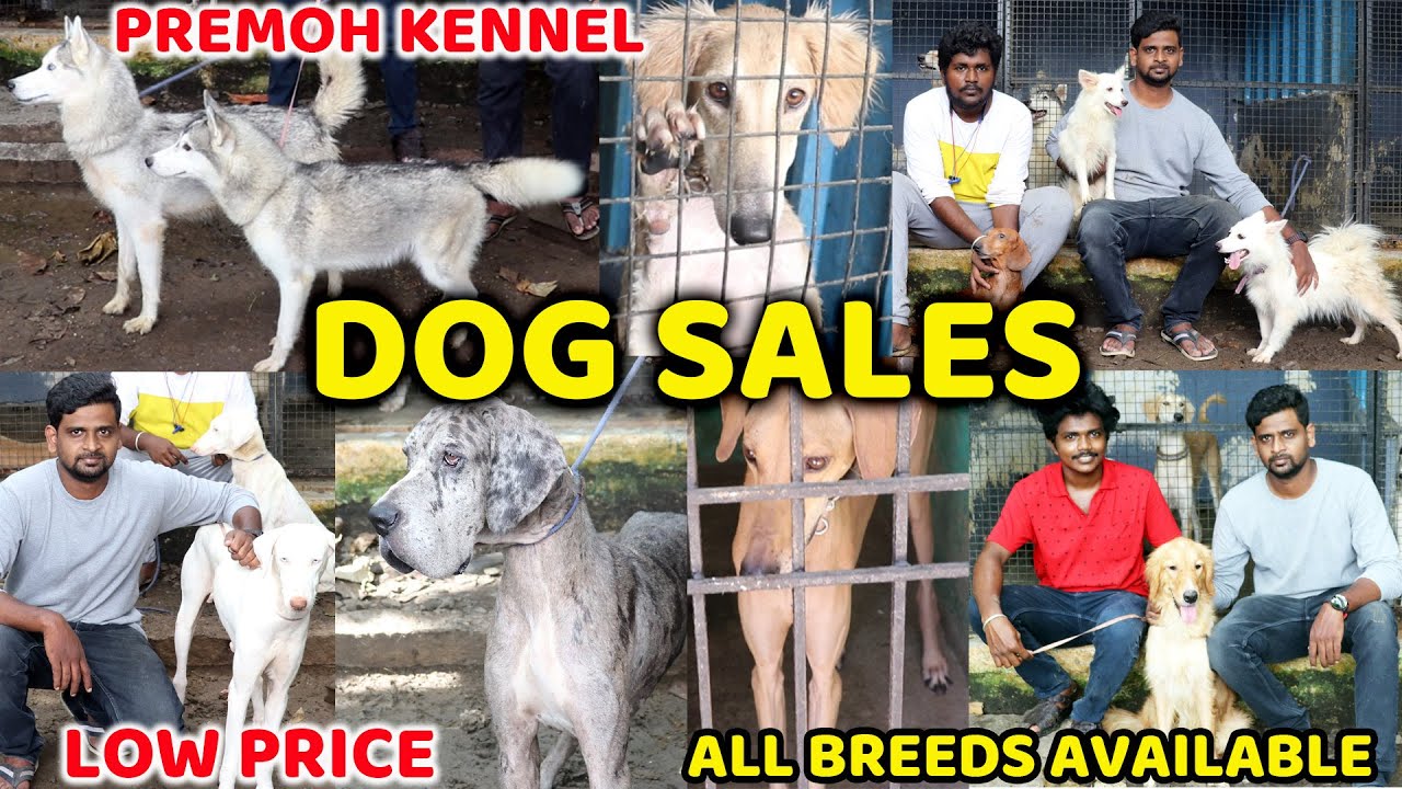 DOG For Sales Delivery Available Puppy's Price List Dog Kennel in