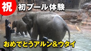 祝仔象アルンの初めてのプールついにこの日がやって来た上野動物園 2021/10/17