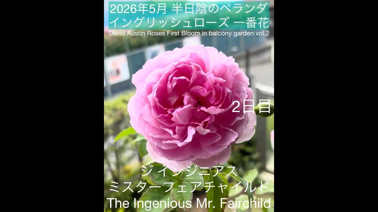 May 2026] The First Blooms of English Roses in Partial Shade: The