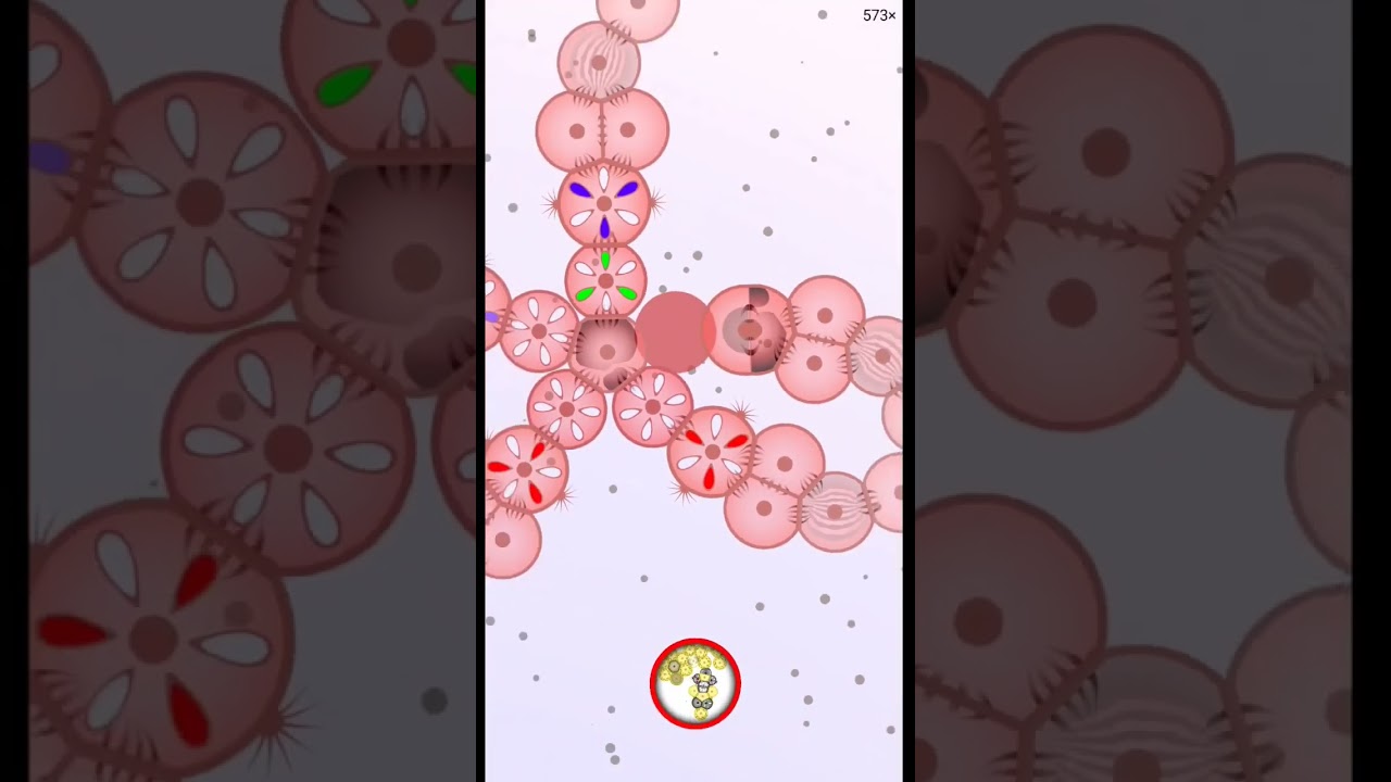 Starfish Superpowers: Epimorphic Regeneration in Cell Lab