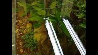 Acuario De Agua Dulce 700 Litros - Www.posidonia.es