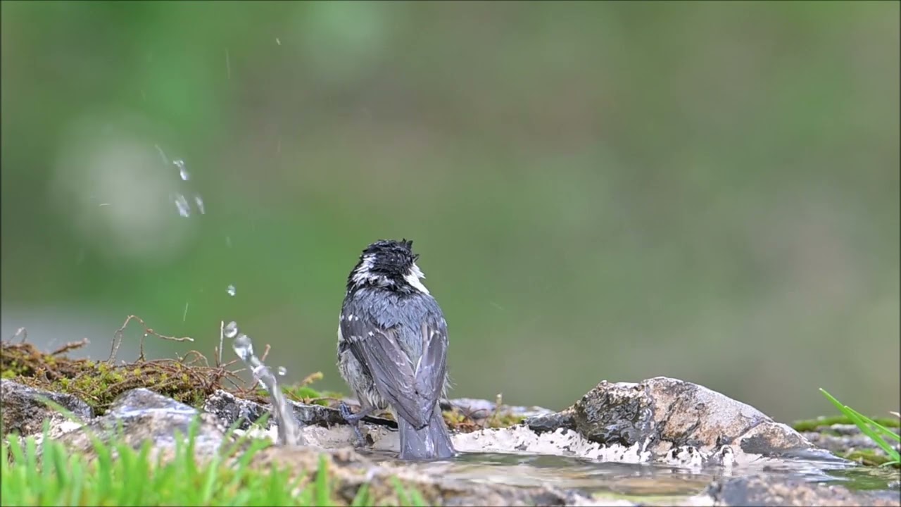 bagnetti passeriformi malga natura