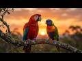 Birds Sound Productivity Mode | No Distractions