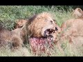 LION Feeding Frenzy