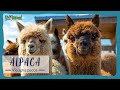 TODO SOBRE  las ALPACAS.