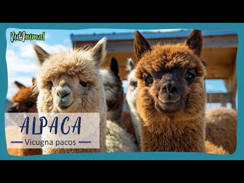 Video: Trabajo con animales: mi vida con alpacas