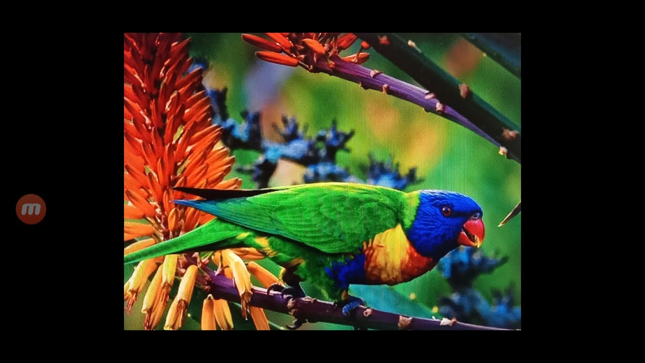 Попугай Лори - YouTube