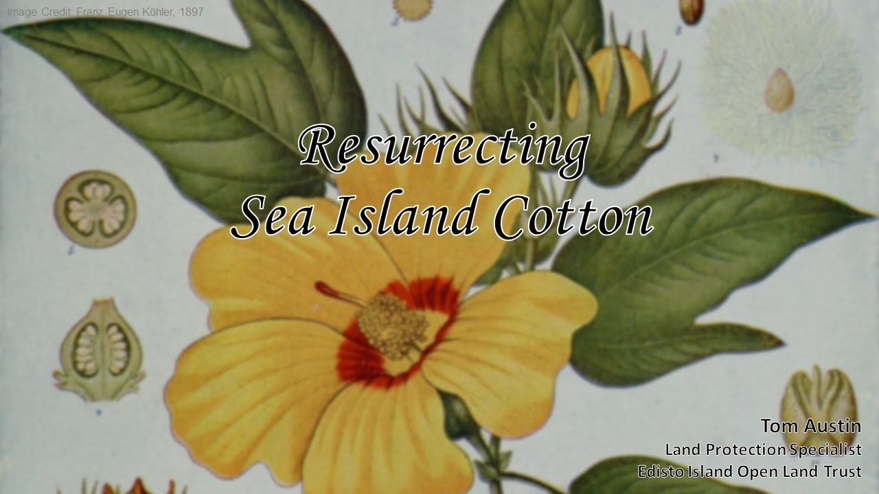 Resurrecting Sea Island Cotton - 2024
