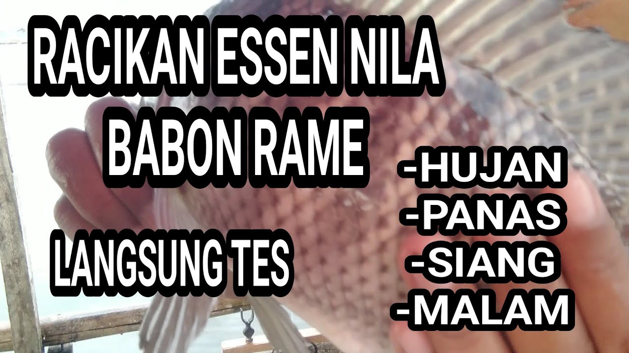 RACIKAN ESEN IKAN NILA BABON RAME LANGSUNG TES