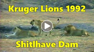 Kruger Lions at Shitlhave Dam in the Drought of 1992