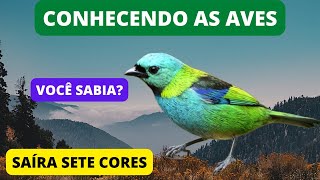 Curiosidades Sobre a SAÍRA-SETE-CORES - Green-headed Tanager - Brazilain Birds