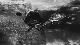 Hanas Cant Help Falling In Love Cover