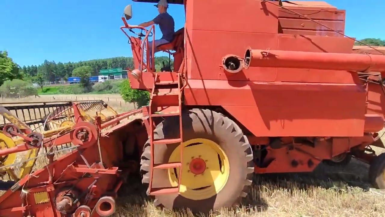 Finalizando a colheita do trigo 🌾 daquele jeito 🚜#riogradedosul #agro #slc #bruta 
