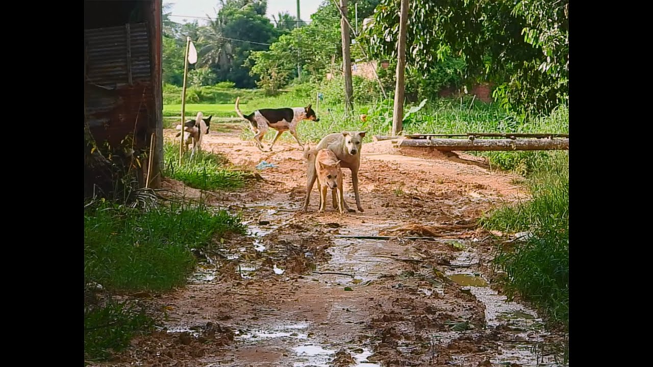 Group Street Dog Breeding Animal Meet Friend Meet In Field Asian