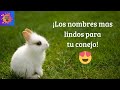 Nombres para conejitos