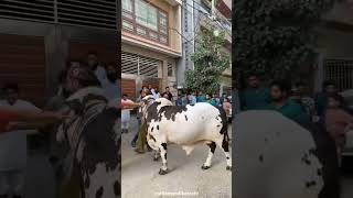 Mera Piya Ghr Aya  |  Cow reached Home  |  Biggest Cow Qurbani full video  |  Bull Qurbani Video