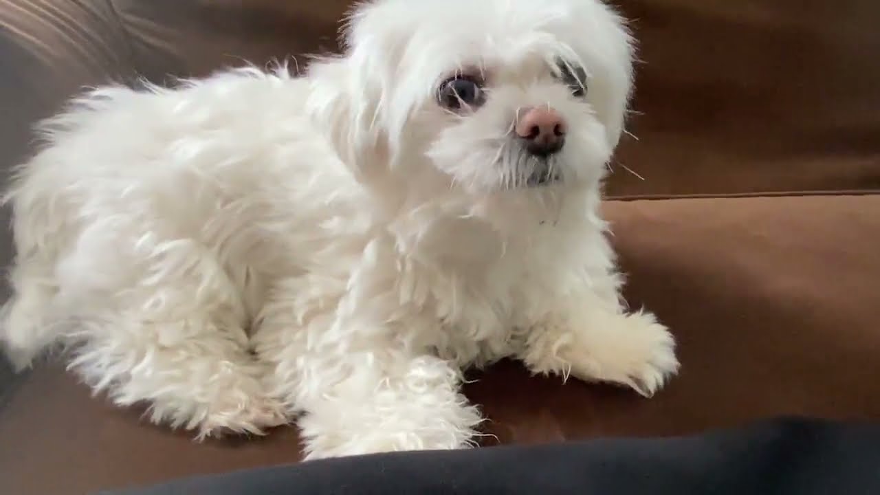 Rat Loves BadBoyHalo's New Merch!