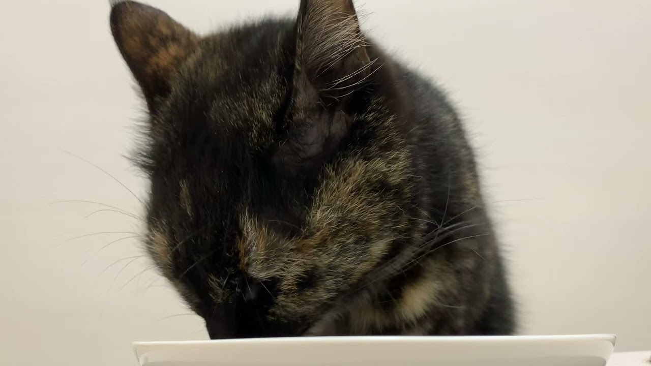 Cat’s Dinner Time ASMR 