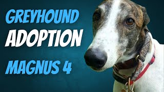 Adopting a Greyhound - Magnus part 4 (Remastered) by Magnus Greyhound 352 views 4 months ago 7 minutes, 56 seconds