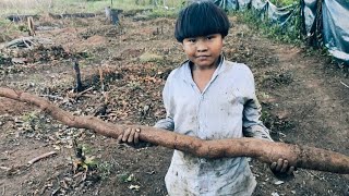 Polvilho, o Tesouro do Xingu