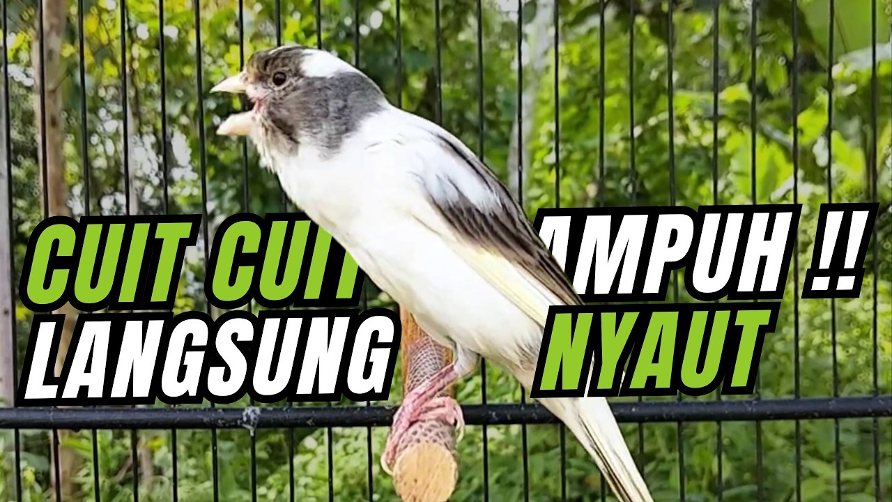 Kenari GACOR PANJANG INI Cocok untuk Pancingan, Masteran KENARI PAUD dan Kenari Macet BUNYI