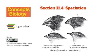 Short Form Lecture for Section 11.4 Speciation - Concepts of Biology | OpenStax