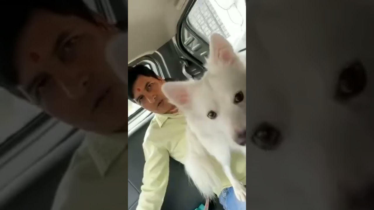 dogs wali car 😀😀shorts YouTube