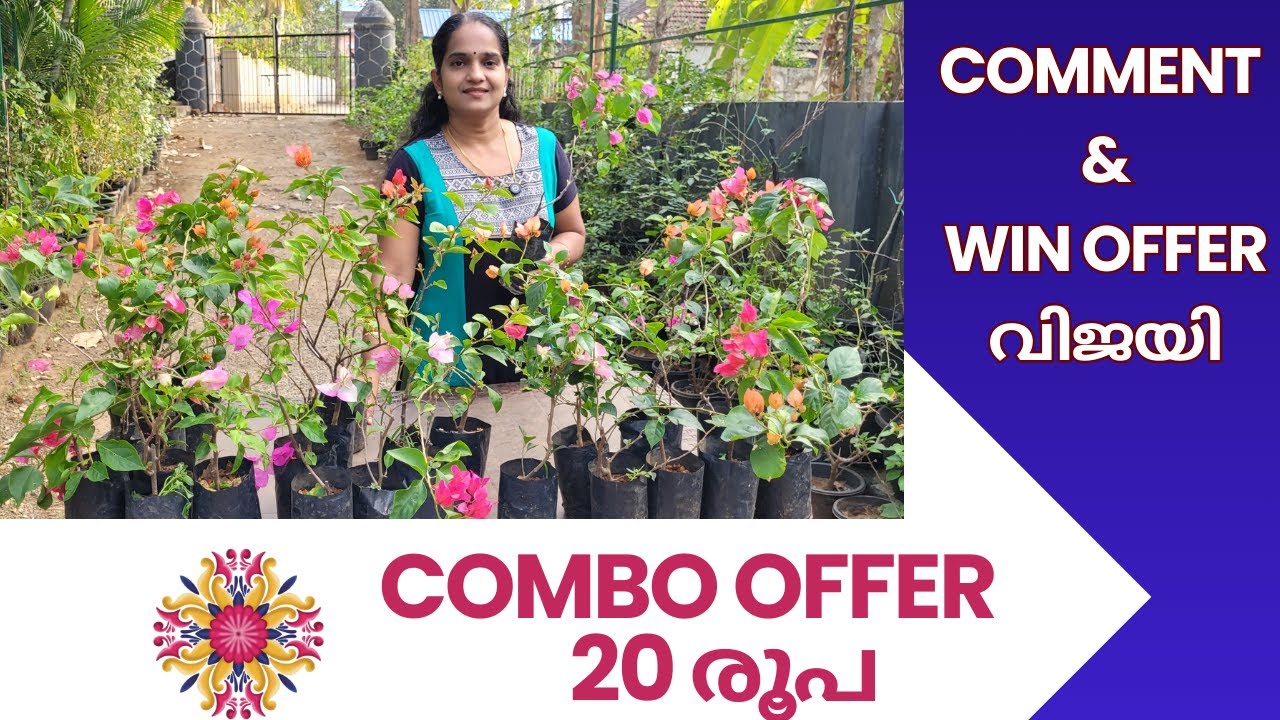COMBO OFFER SALES ചെടികൾ  🌺🌸🍀🍃 II MALAYALAM VLOG 134 @UshusHomeGarden