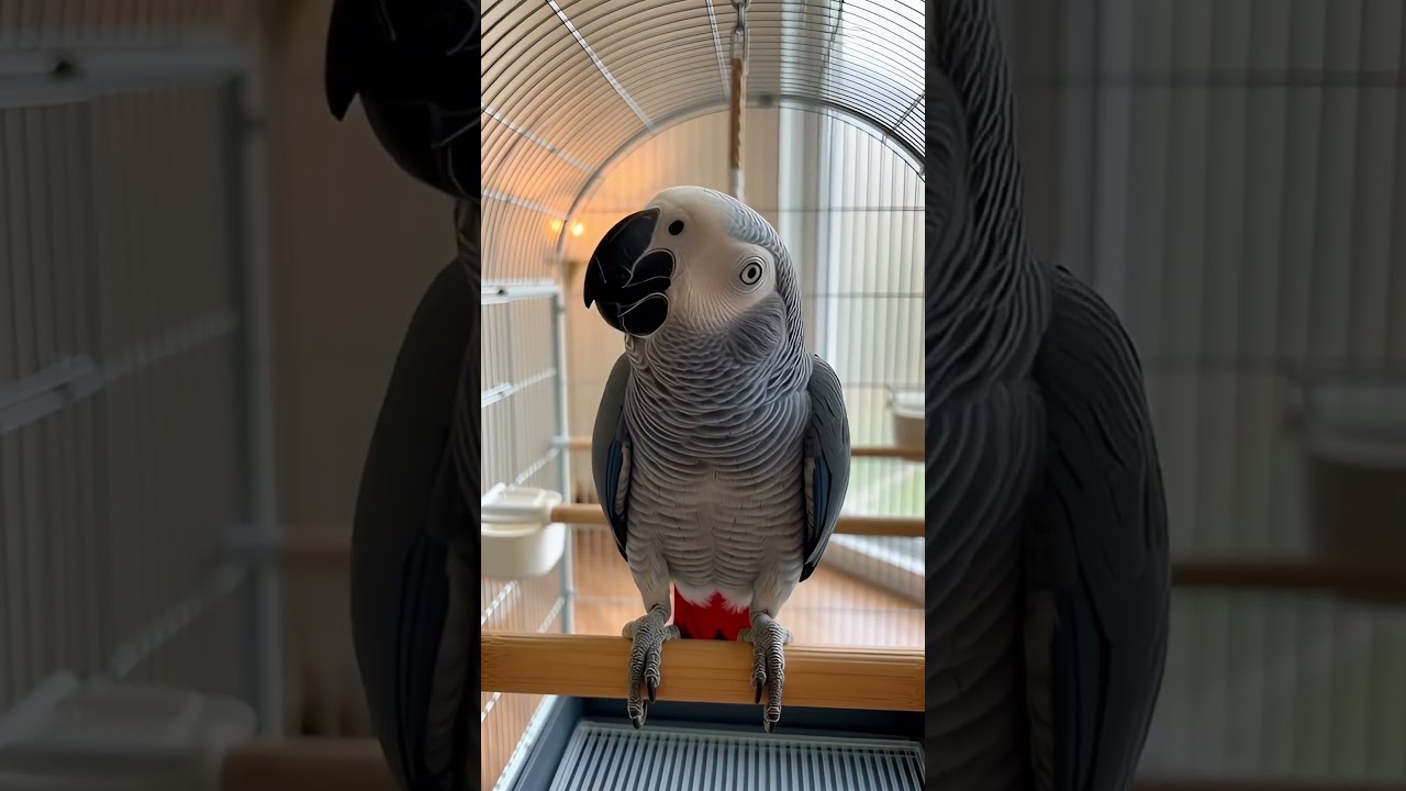 African Grey Parrot lovely
