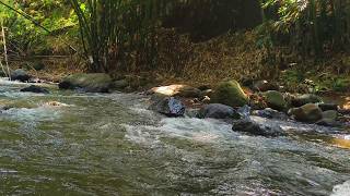 Healing Nature Ambience 🌿 Calm Overthinking & Find Inner Peace | River Sounds screenshot 2