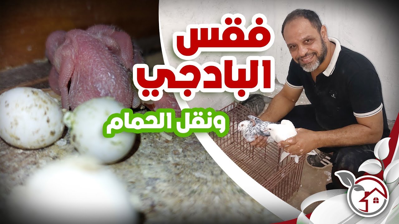 وأخيرا وبعد إنتظار فقس بيض البادجي ونقل الحمام و ما أجمل الصغار