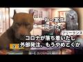 【時代の流れ】フリーランス出戻りが爆増してる理由#猫マニ #猫ミーム