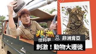【非洲】肯亞動物大遷徙派對！最冒險刺激的獵遊勝地｜廖科溢《#我的非洲很有事》｜S1 EP2 @asiatravel-tv