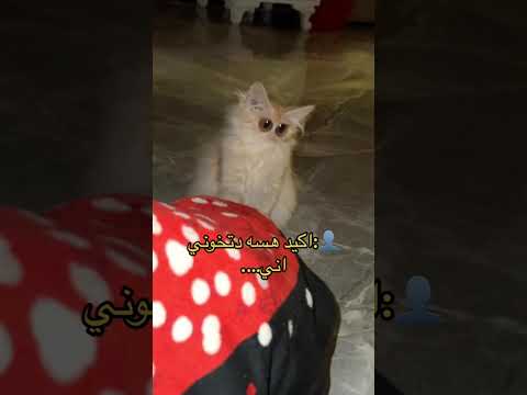 فيديو لشقه اكسبلور سنيورا لايك ستوريات انستا 