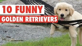 10 Funny Golden Retriever Videos || Awesome Golden Retriever Compilation