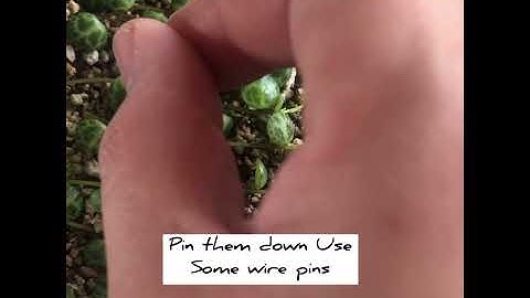 How i propagate String of Turtle 🐢🐢🐢 Easy way #shorts #crazyplantlady #indoorplants