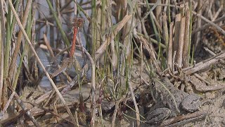 Little frog chasing a pair of dragonflies / Kleiner Frosch jagt ein Libellenpaar
