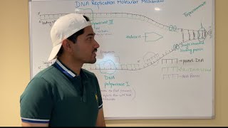 DNA Replication Step by Step Process Explained
