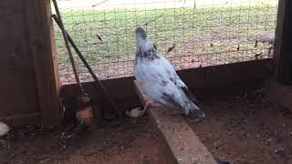 Giant pigeon species?