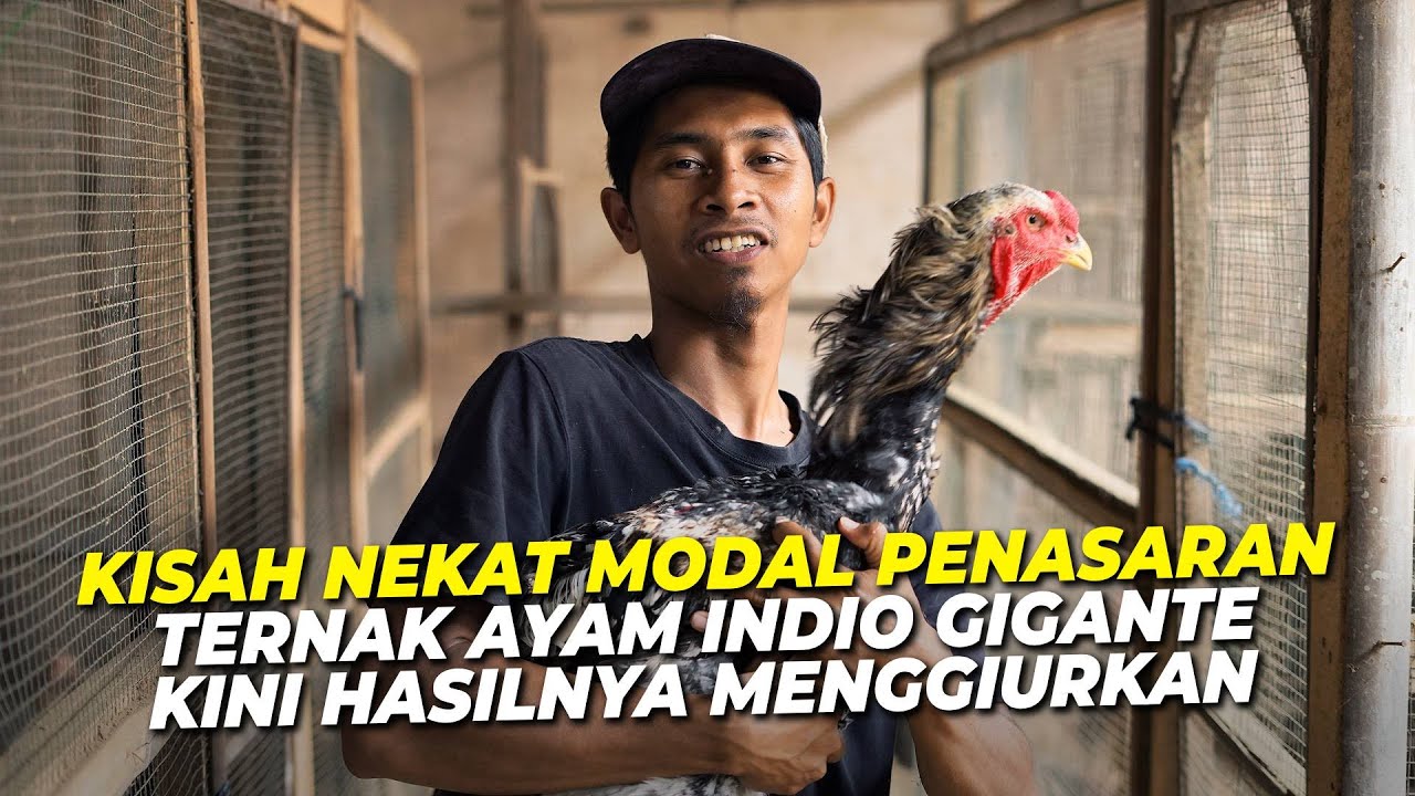 Ternak Ayam Raksasa Brazil : Dari Scroll FB sampai ketemu Indio Gigante!