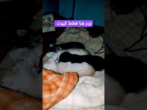 نوم هنا قطط كيوت لاتنسوا إستراك