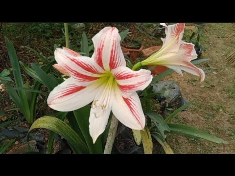Video: Làm thế nào để chết một bông hoa huệ tây - Hoa loa kèn có nên bị chết không