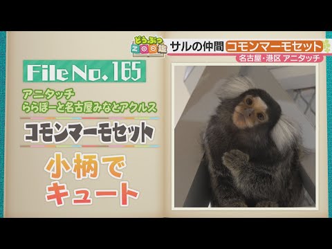 小猿ショウガラゴ、コモンマーモセットハーネス小動物おやつ ハーネス&パンツ❣️ #ショウガラゴハーネス #コモンマーモセット