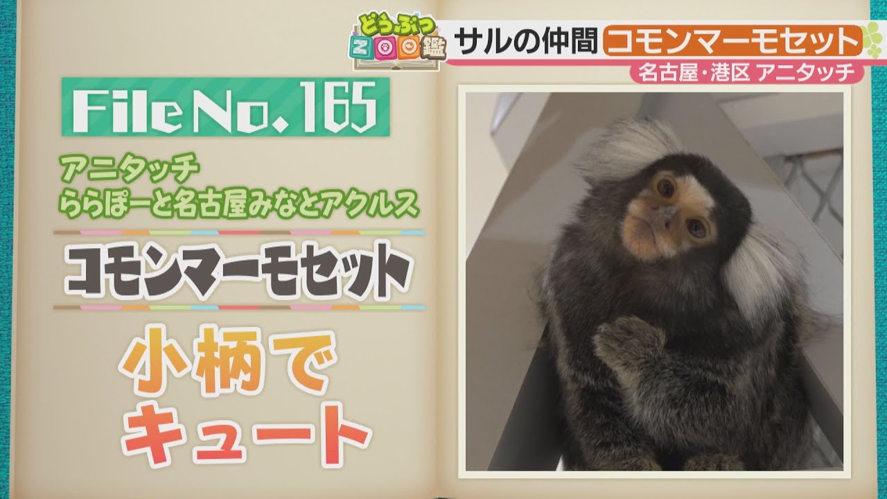 家族みんなで子育て！仲間意識がとっても高い”コモンマーモセット