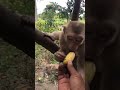 Monkey take food