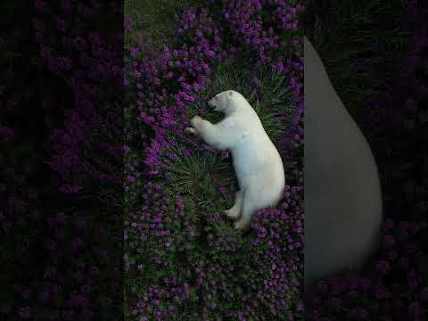 What's this polar bear dreaming of? #shorts