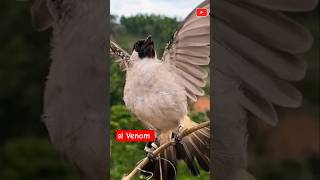Suara Burung Kutilang Gacor Garuda Cocok Buat Masteran kutilanggacor kutilang