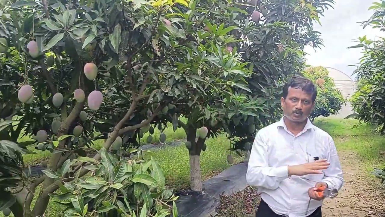 #Pusa_Arunima_Mango #পুসা_অরুনিমা_আম🥭