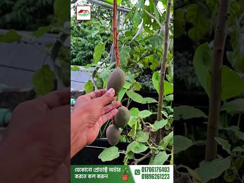 আম গাছে ফ্রুট ব্যাগ কেন ব্যবহার করবেন? 🥭🛡️ | Mango Fruit Bagging Benefits