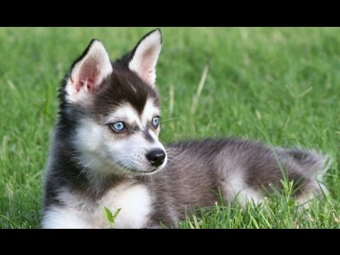 Alaskan Klee Kai - Raza Perro - YouTube